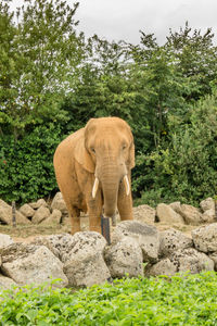 Elephant standing on rock against trees