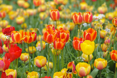 Colorful blooming tulips