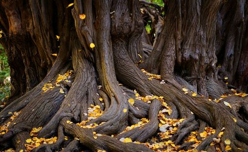 Close-up of tree roots in forest