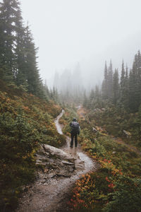 Rear view of man walking on road in forest