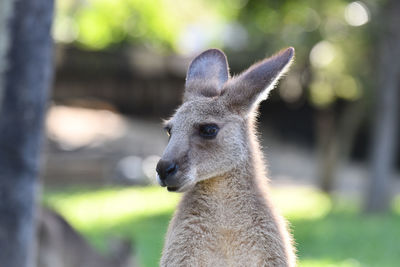 Close-up of an animal