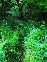 Plants growing on field