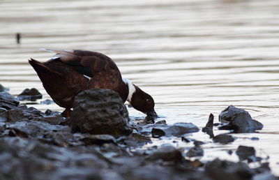 Close-up of bird on rock by lake