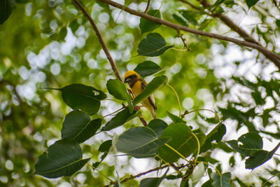 Low angle view of green leaves on tree