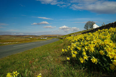 Scenic view of grassy field by road against sky