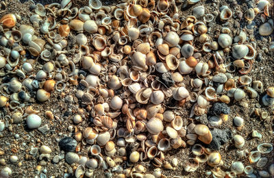 High angle view of shells on ground