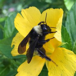 Close-up of bee pollinating on yellow flower at park