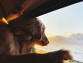 Close-up of dog looking away against sky during sunset