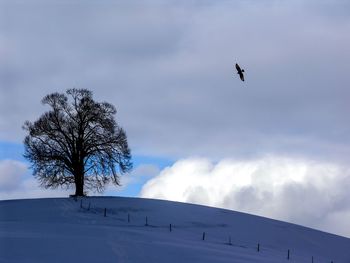 Low angle view of bird flying over frozen field against sky during winter