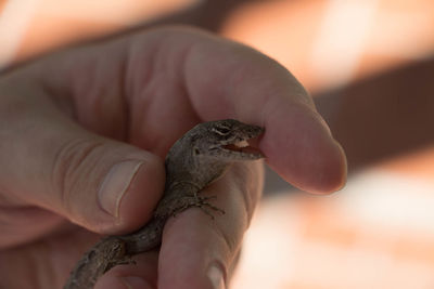 Close-up of hand holding lizard