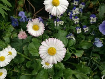 Close-up of white flowers blooming outdoors