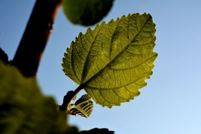 Close-up of leaf against clear sky