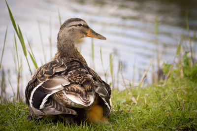 Close-up of a bird