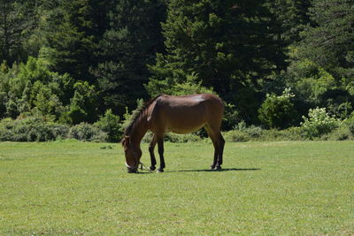 Horse grazing in a field 