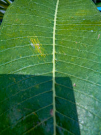 Close-up of green leaf