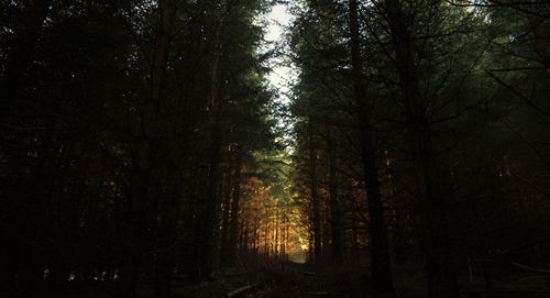 Trees in forest