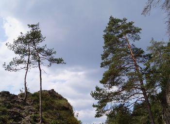 Low angle view of tree against sky