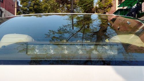 Reflection of tree in mirror