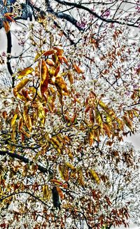 Low angle view of tree branches