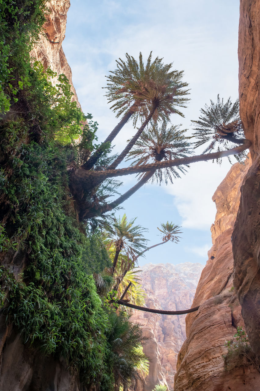 tree, plant, nature, scenics - nature, rock, beauty in nature, environment, land, sky, travel destinations, mountain, rock formation, landscape, travel, no people, non-urban scene, outdoors, canyon, palm tree, tranquility, tropical climate, day, tourism, cloud, desert, coniferous tree, tranquil scene, mountain range, jungle, pine tree, pinaceae, flower, growth, date palm tree