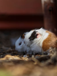 Close-up of rabbit