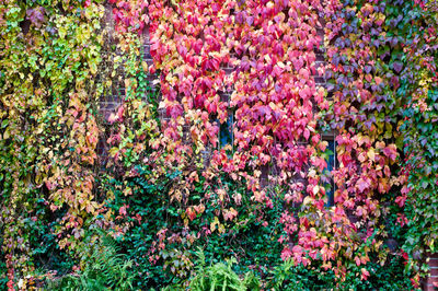 Full frame shot of pink flowering plants