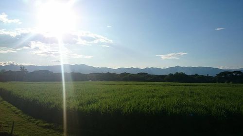 Scenic view of grassy field against sky