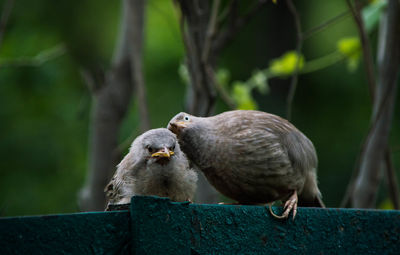 Close-up of birds perching on tree