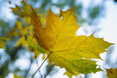 Close-up of yellow maple leaves against blurred background