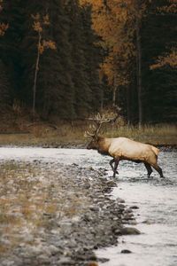 Deer in a forest