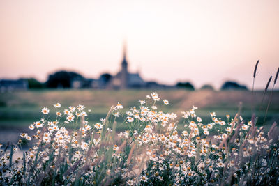 Close-up of flowering plants on field against sky