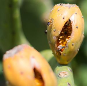 Close-up of insect on yellow flower