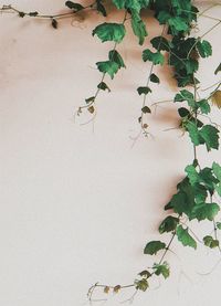 Close-up of ivy on wall