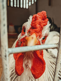 Close up of a chicken