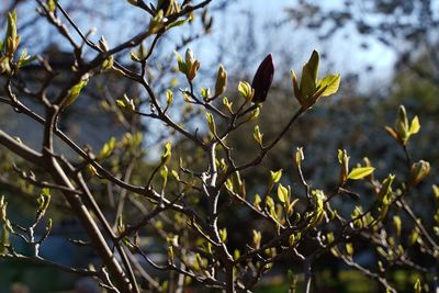 Close-up of flowering plant