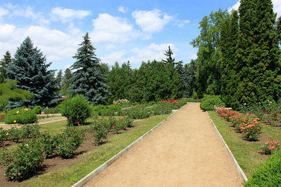 Plants and trees against sky