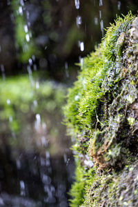 Close-up of wet moss growing in forest