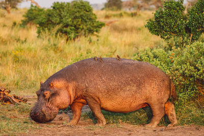 Hippopotamus on field