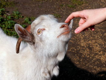 Close-up of hand touching goat