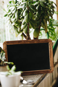 Close-up of potted plant on table