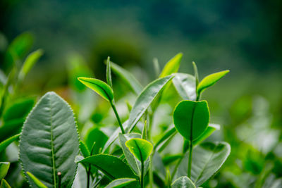 Close-up of plant growing on field