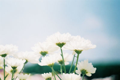 Close-up of white flowering plant against sky