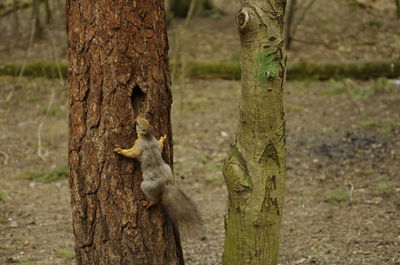 Squirrel on tree trunk