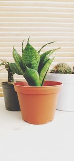 Close-up of potted plant on table against wall