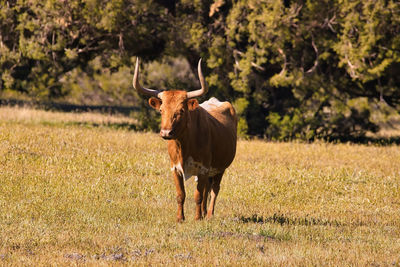 Horse standing in a field