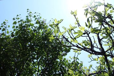 Low angle view of trees