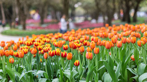 Close-up of fresh orange tulips in park