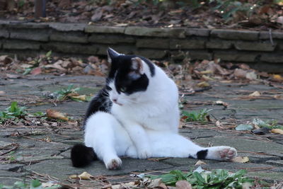 Cat sitting on a field