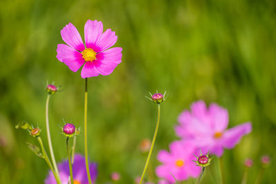 Close-up of pink cosmos flowers blooming outdoors