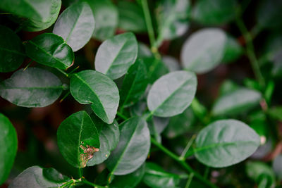 Close-up lime leaf on the tree branch